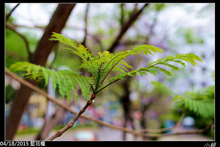 20150418藍花楹_0023.jpg