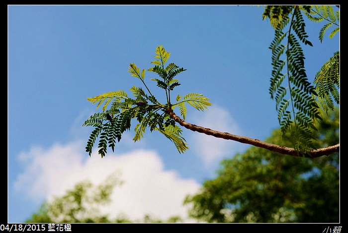 20150418藍花楹_0046.jpg