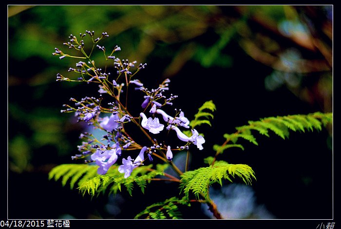 20150418藍花楹_0020.jpg