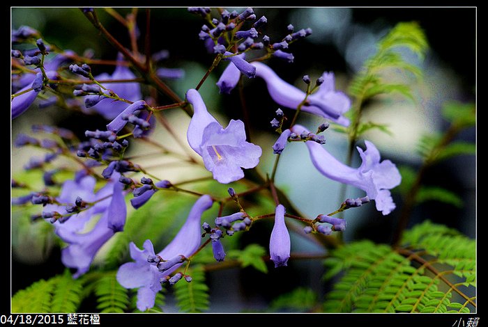 20150418藍花楹_0026.jpg