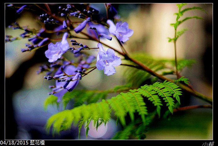 20150418藍花楹_0030.jpg