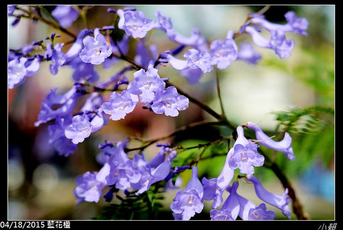 20150418藍花楹_0058.jpg