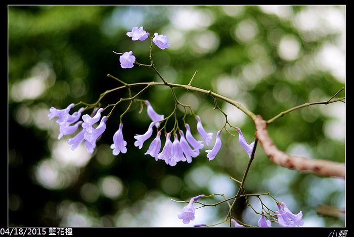 20150418藍花楹_0082.jpg