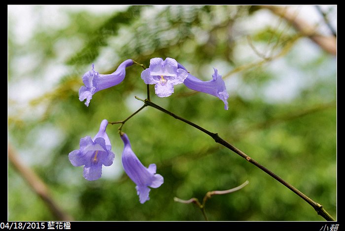 20150418藍花楹_0086.jpg