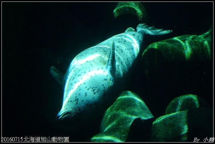 20160715北海道旭山動物園152.jpg