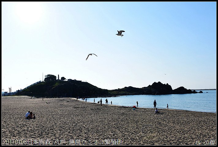 20170708日本青森 八戶 蕪島ウミネコ繁殖地115.jpg