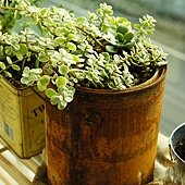 nEO_IMG_DSC06750.jpg