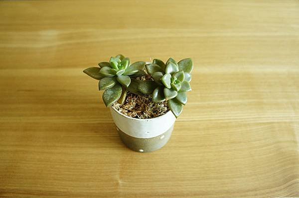 nEO_IMG_DSC04187.jpg