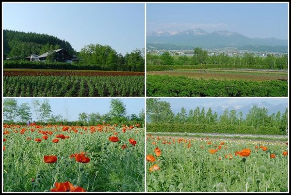 farm9.jpg