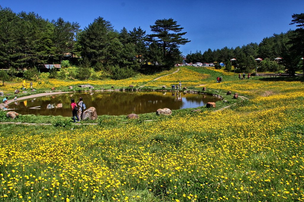 福壽山貓兒葉菊06.JPG