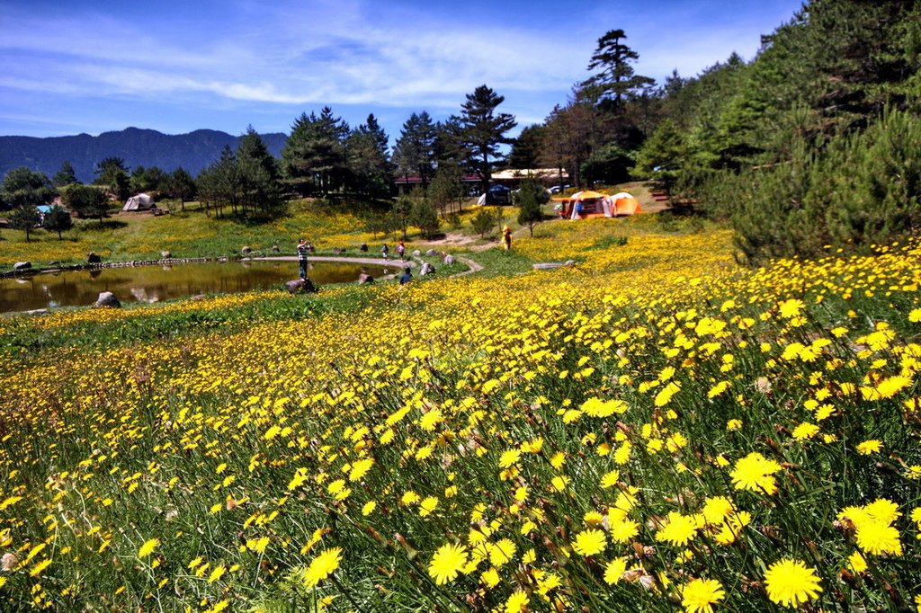 福壽山貓兒葉菊01.JPG