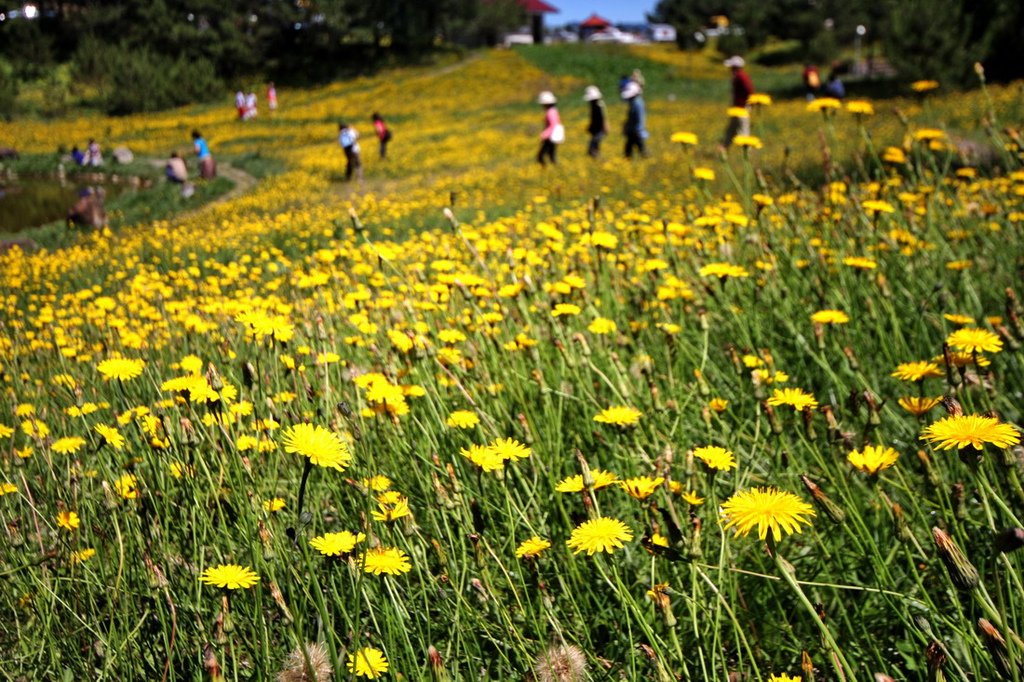 福壽山貓兒葉菊07.JPG