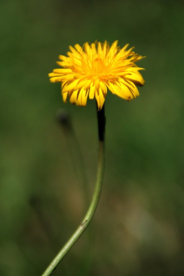 福壽山貓兒葉菊09.JPG