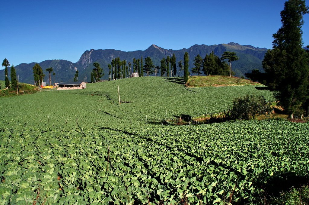 福壽山貓兒葉菊23.JPG