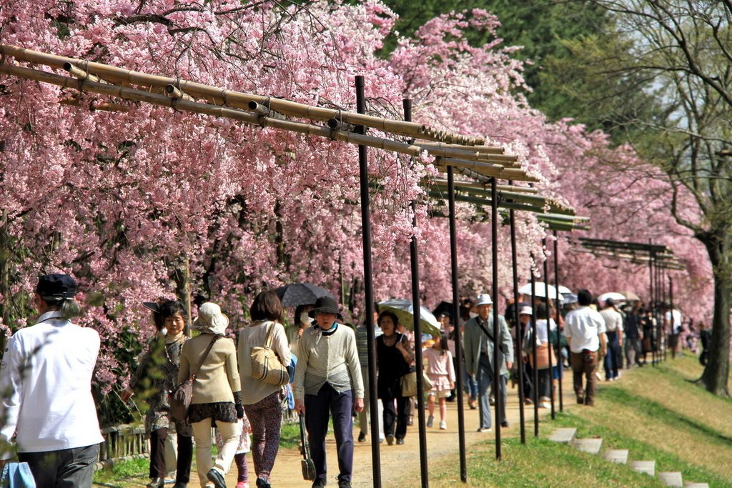 京都半木之道06.JPG