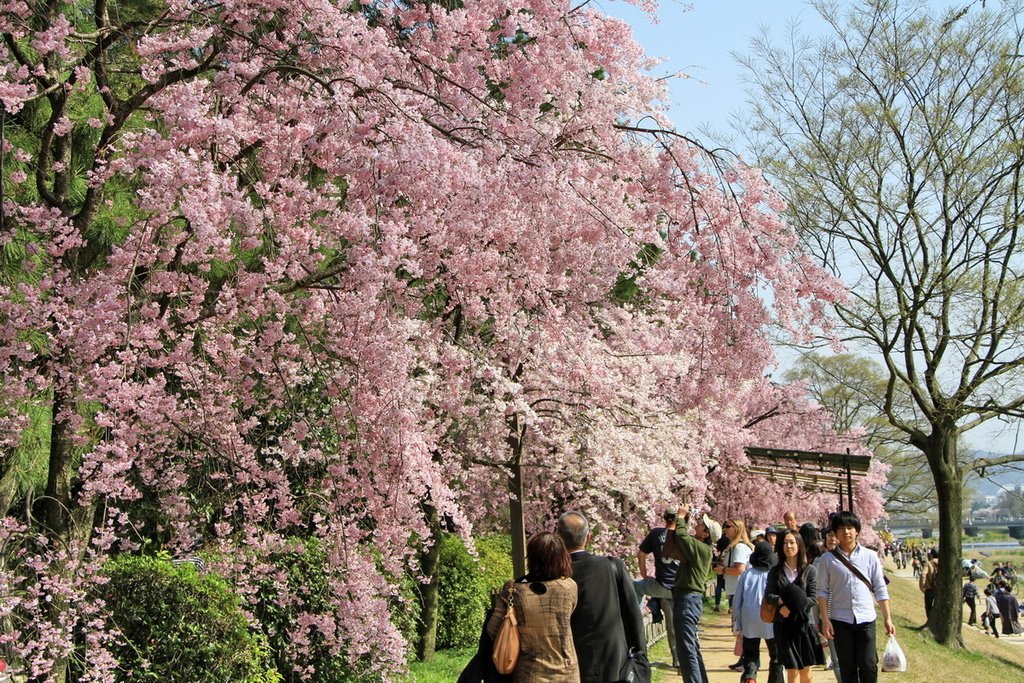 京都半木之道03.JPG