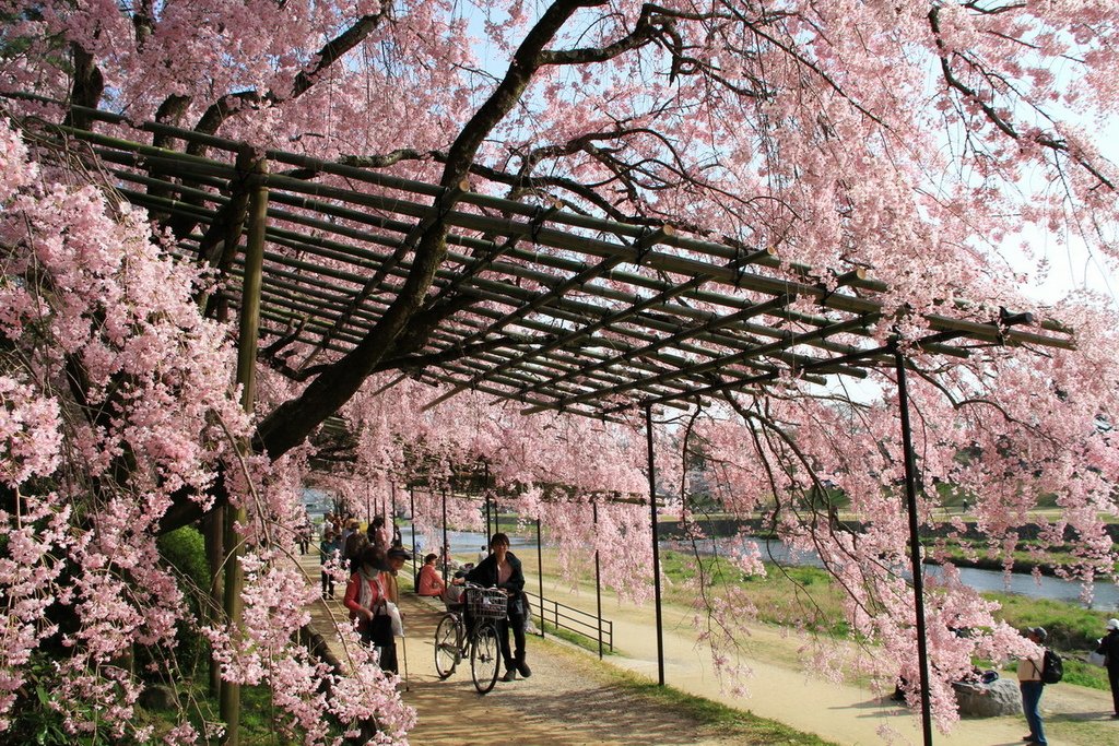 京都半木之道01.JPG