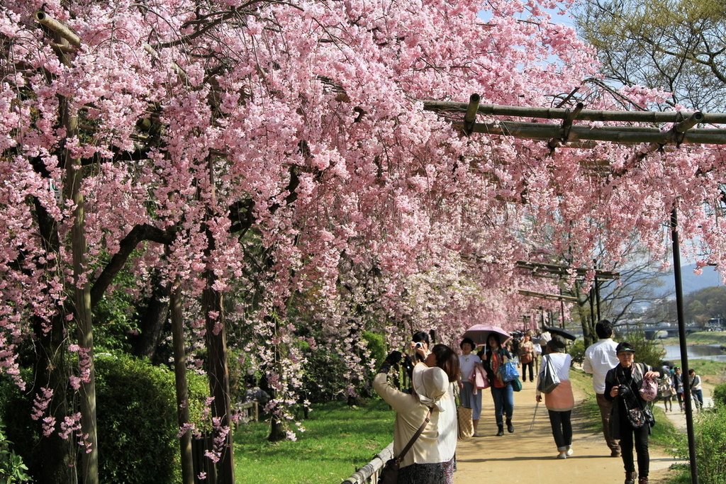 京都半木之道05.JPG