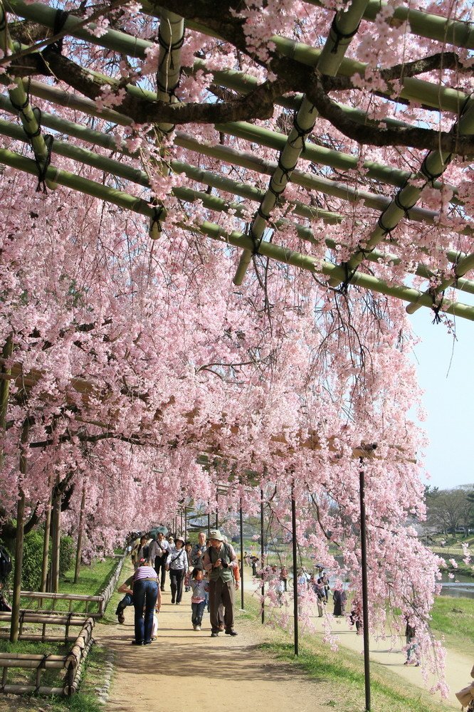 京都半木之道08.JPG