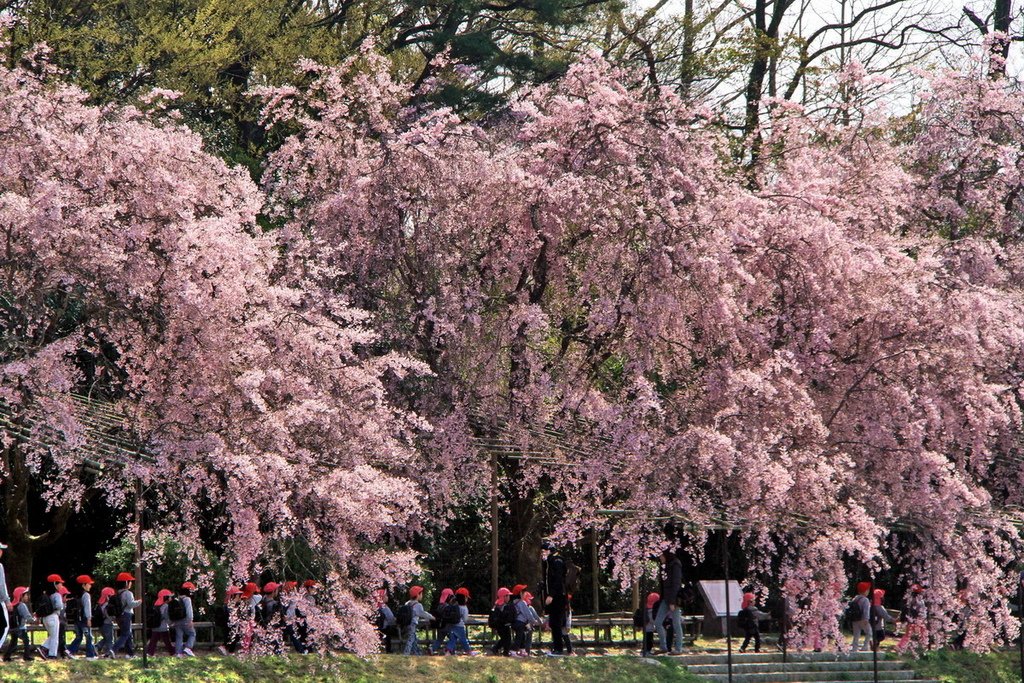 京都半木之道20.JPG