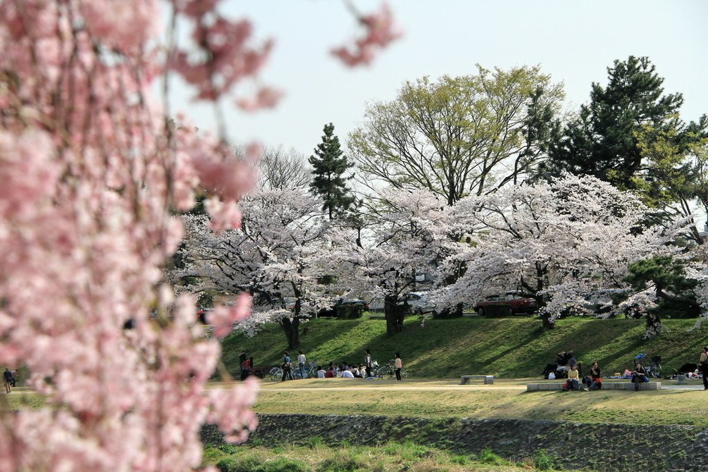 京都半木之道22.JPG