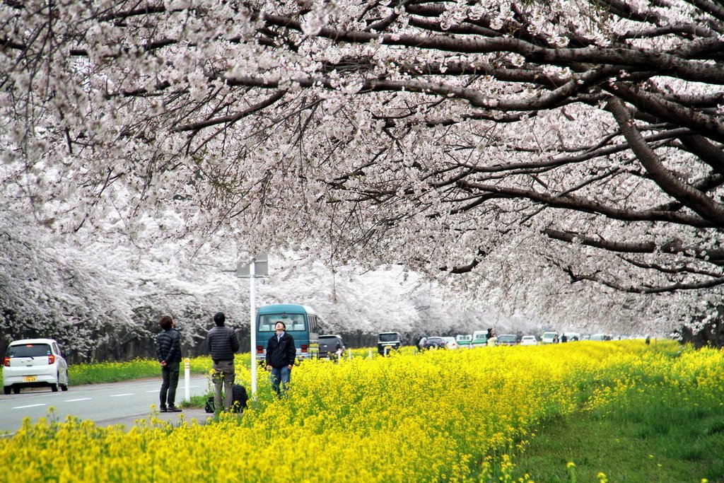 秋田櫻花道01.JPG