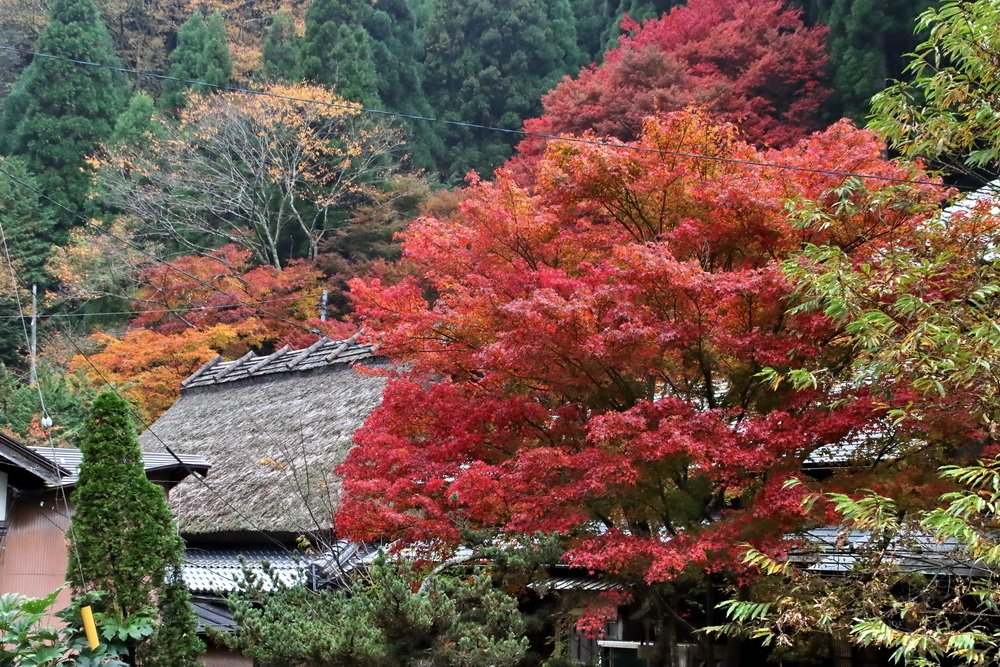 日本鳥取。板井原集落︱智頭町紅葉勝地。宛如神去村般山中祕境