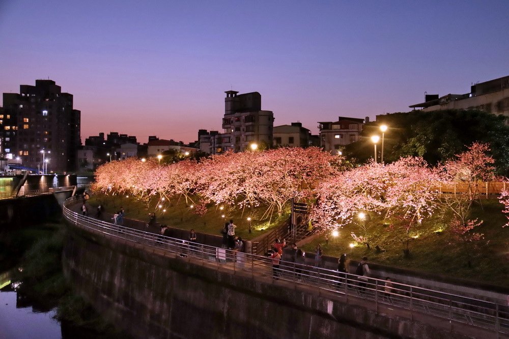 台北內湖。樂活公園櫻花︱