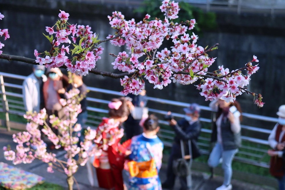 台北內湖。樂活公園櫻花︱