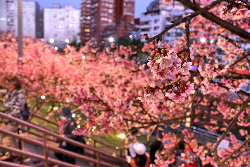 台北內湖。樂活公園櫻花︱