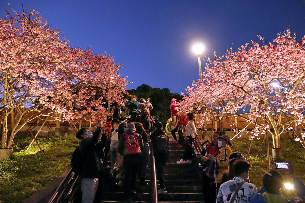 台北內湖。樂活公園櫻花︱