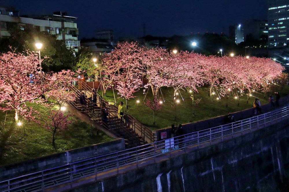 台北內湖。樂活公園櫻花︱