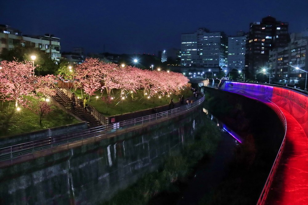 台北內湖。樂活公園櫻花︱