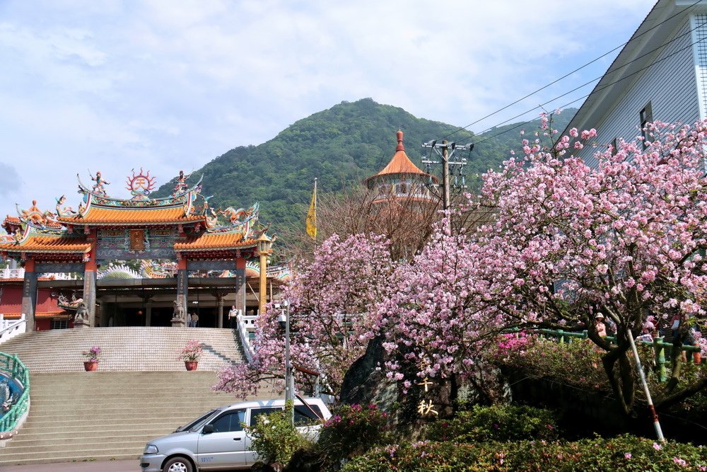 新北淡水。天元宮三色櫻︱1月下旬粉紅花海滿後山，花況不輸3月