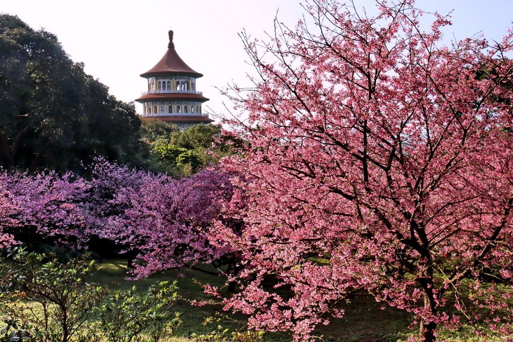 新北淡水。天元宮三色櫻︱1月下旬粉紅花海滿後山，花況不輸3月