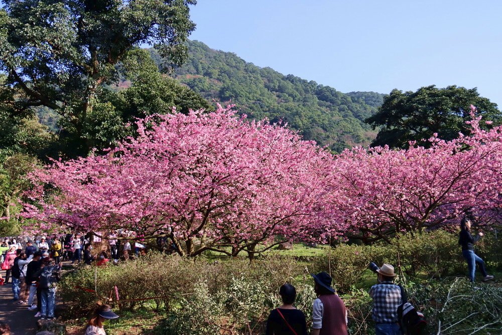 新北淡水。天元宮三色櫻︱1月下旬粉紅花海滿後山，花況不輸3月