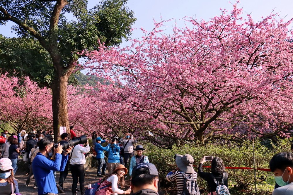 新北淡水。天元宮三色櫻︱1月下旬粉紅花海滿後山，花況不輸3月