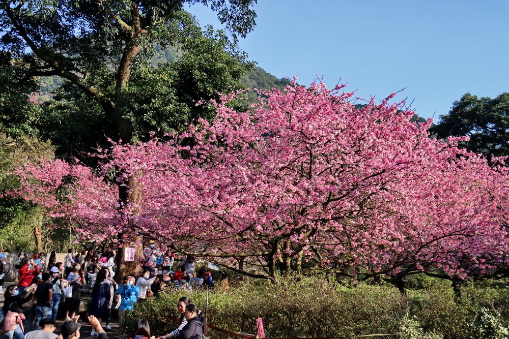 新北淡水。天元宮三色櫻︱1月下旬粉紅花海滿後山，花況不輸3月