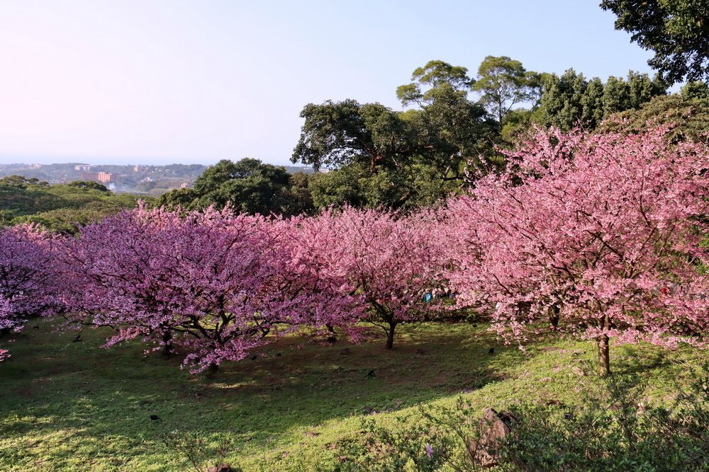 新北淡水。天元宮三色櫻︱1月下旬粉紅花海滿後山，花況不輸3月