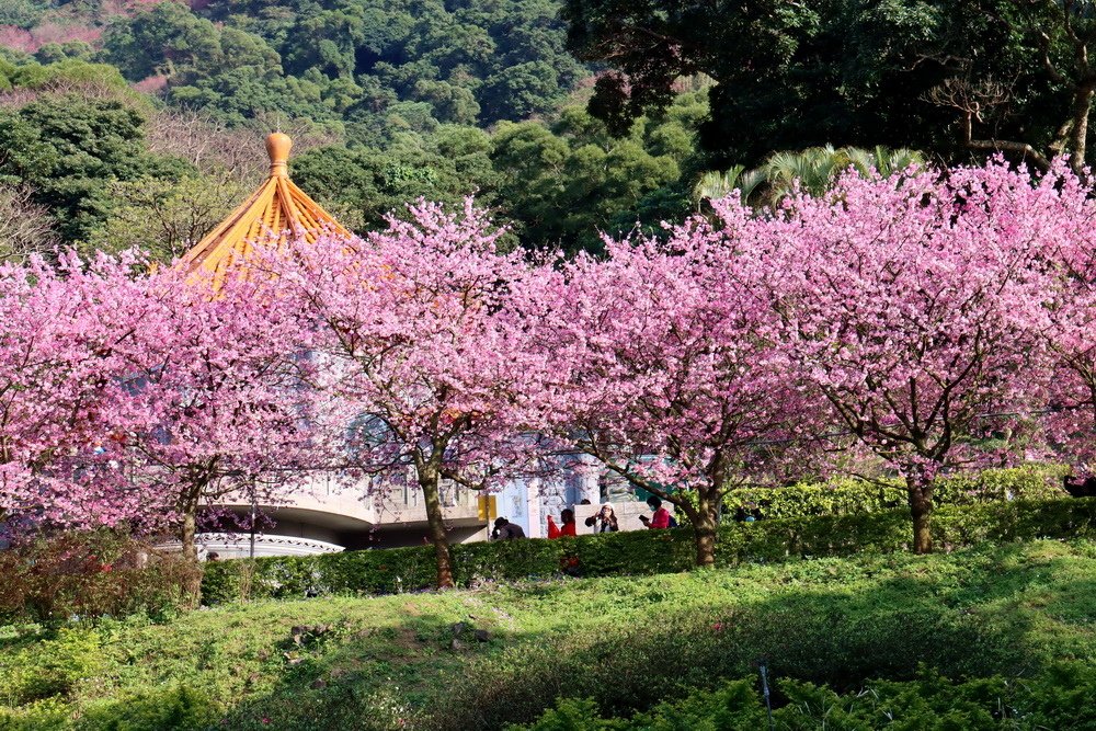 新北淡水。天元宮三色櫻︱1月下旬粉紅花海滿後山，花況不輸3月