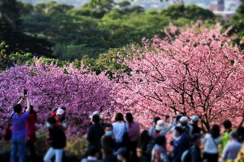 新北淡水。天元宮三色櫻︱1月下旬粉紅花海滿後山，花況不輸3月