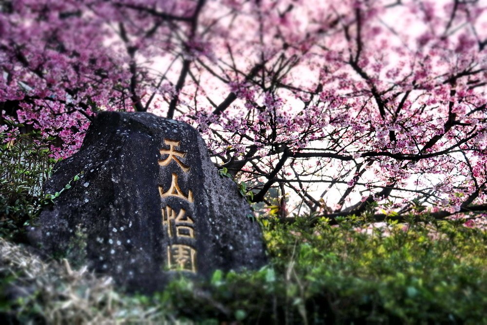 新北淡水。天元宮三色櫻︱1月下旬粉紅花海滿後山，花況不輸3月