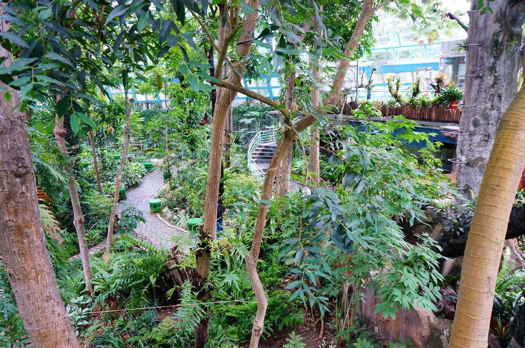 台中輕旅行-科博館植物園%26;紙箱王 (29).JPG