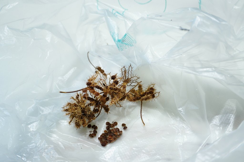 含羞草種子 (1).JPG
