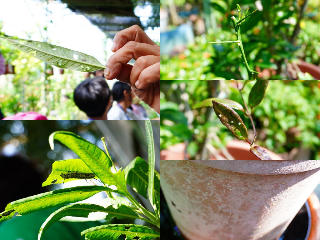 亞力山大農場︱蝴蝶產卵.jpg