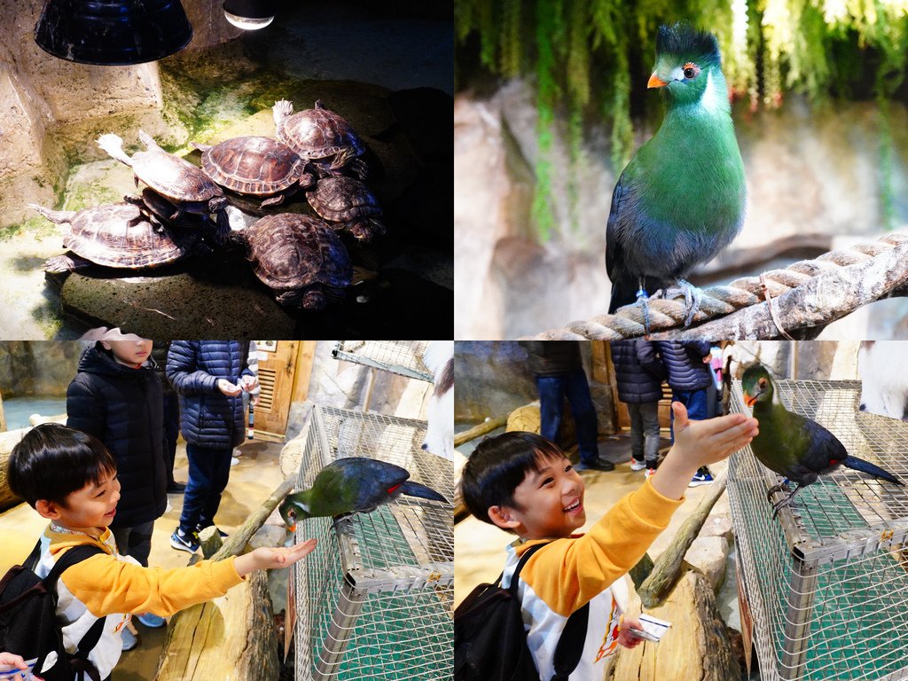 烏龜疊疊樂︱蕉鵑.jpg