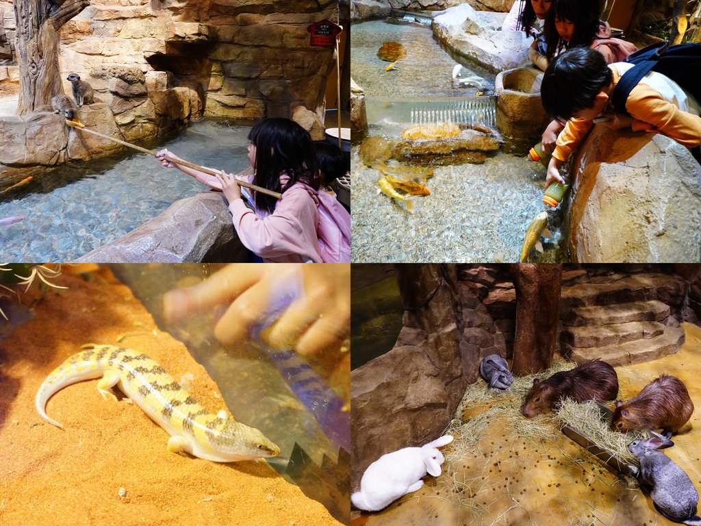 孤獴、鯊魚蜥、水豚.jpg