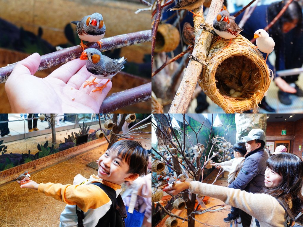 班胸草雀(珍珠鳥).jpg