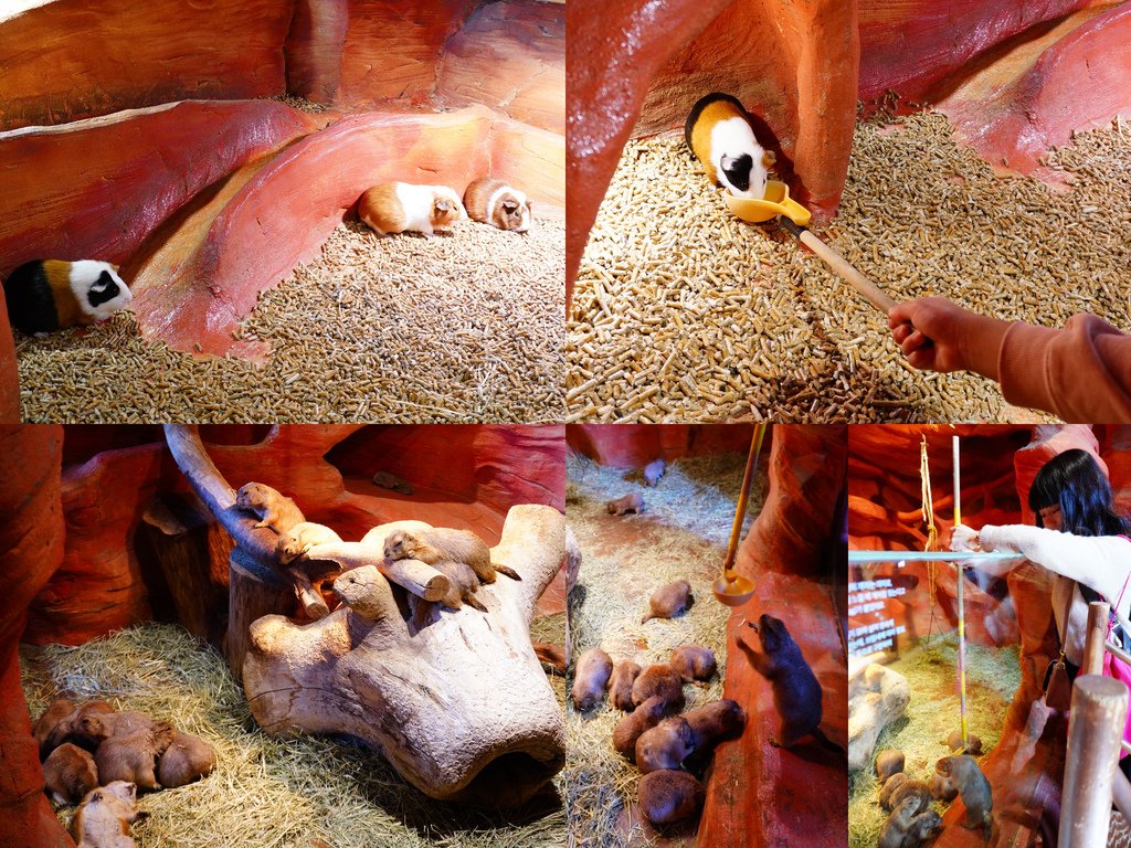 豚鼠、士撥鼠.jpg