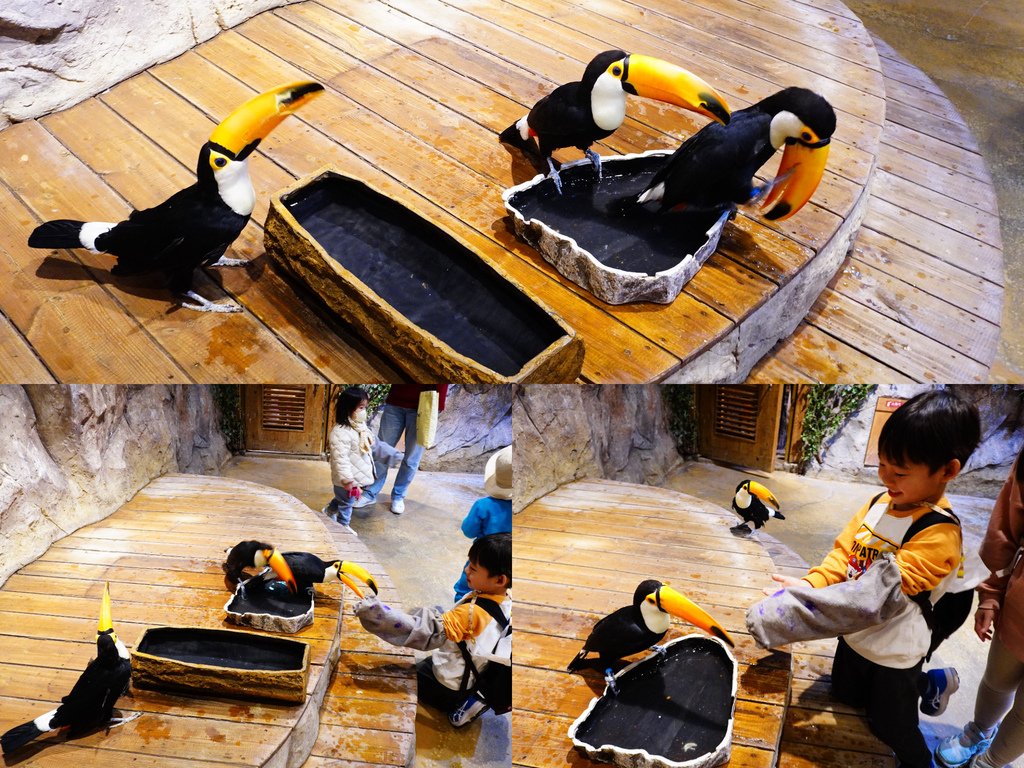 馴化大嘴鳥XD.jpg